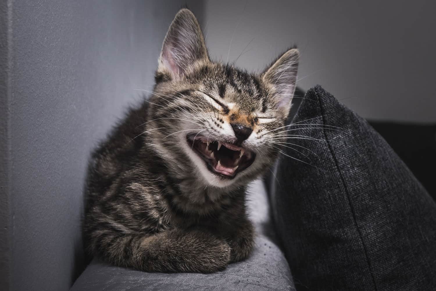 shallow cat open mouth, yawning cat, laughing cat. A cat displaying a toothless grin-Picture by White Cat Lover
