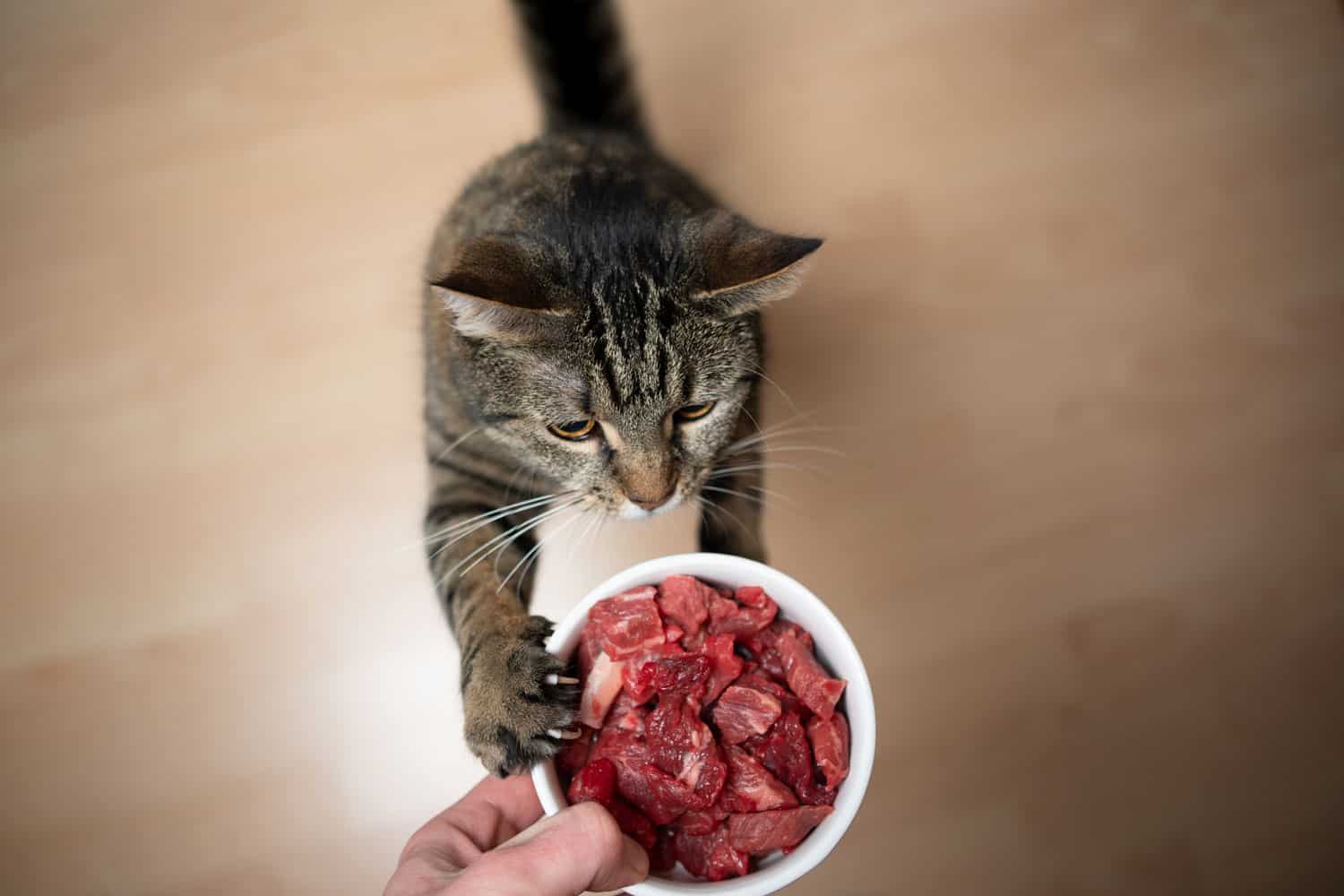 tabby cat rearing up to reach feeding dish with raw meat held by pet owner's hand