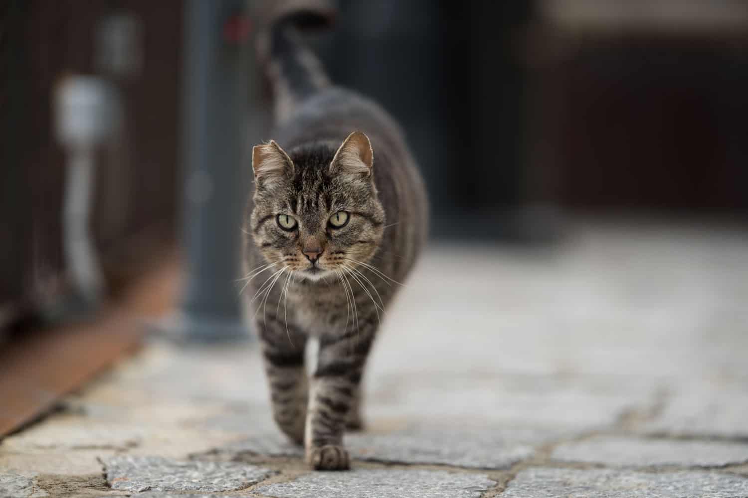 tabby feral cat with notched ear walking along the cobblestone street
