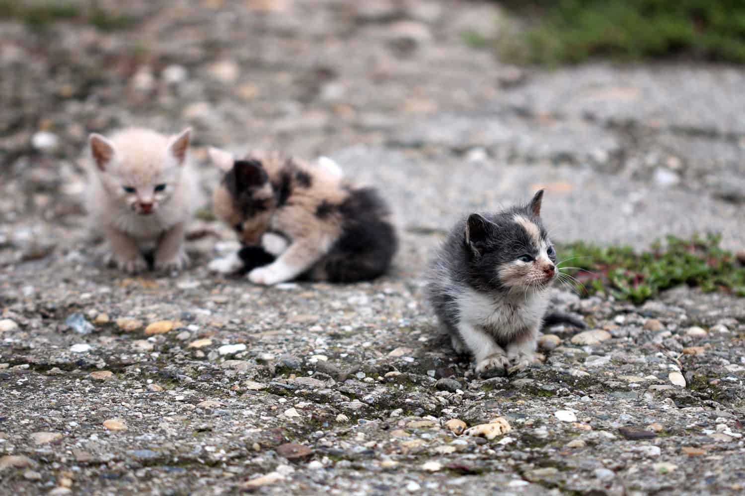 three abandoned kittens on street
