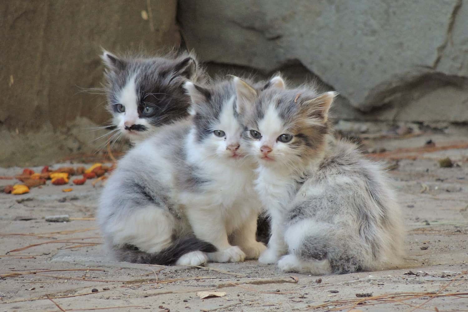 three stray little kittens are cold outside
