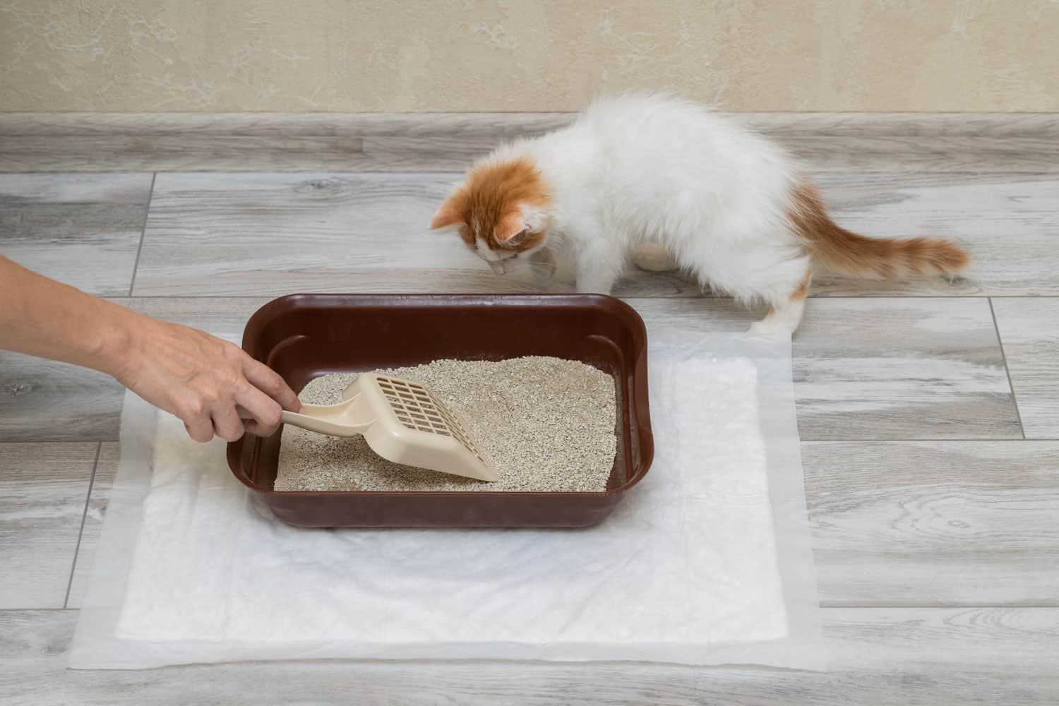 tray with filler for a small kitten. cat litter box cleaning
