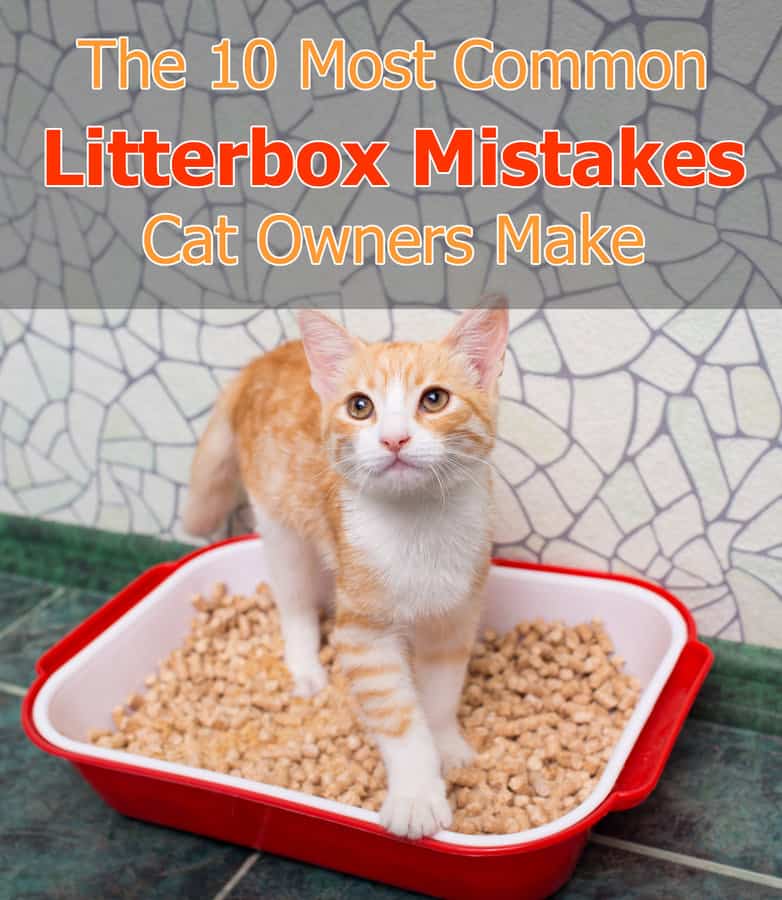 The 10 most common litter box mistakes cat owners make