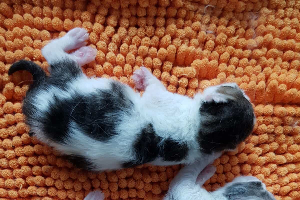 new born kittens sleeping on the orange soft bedding
