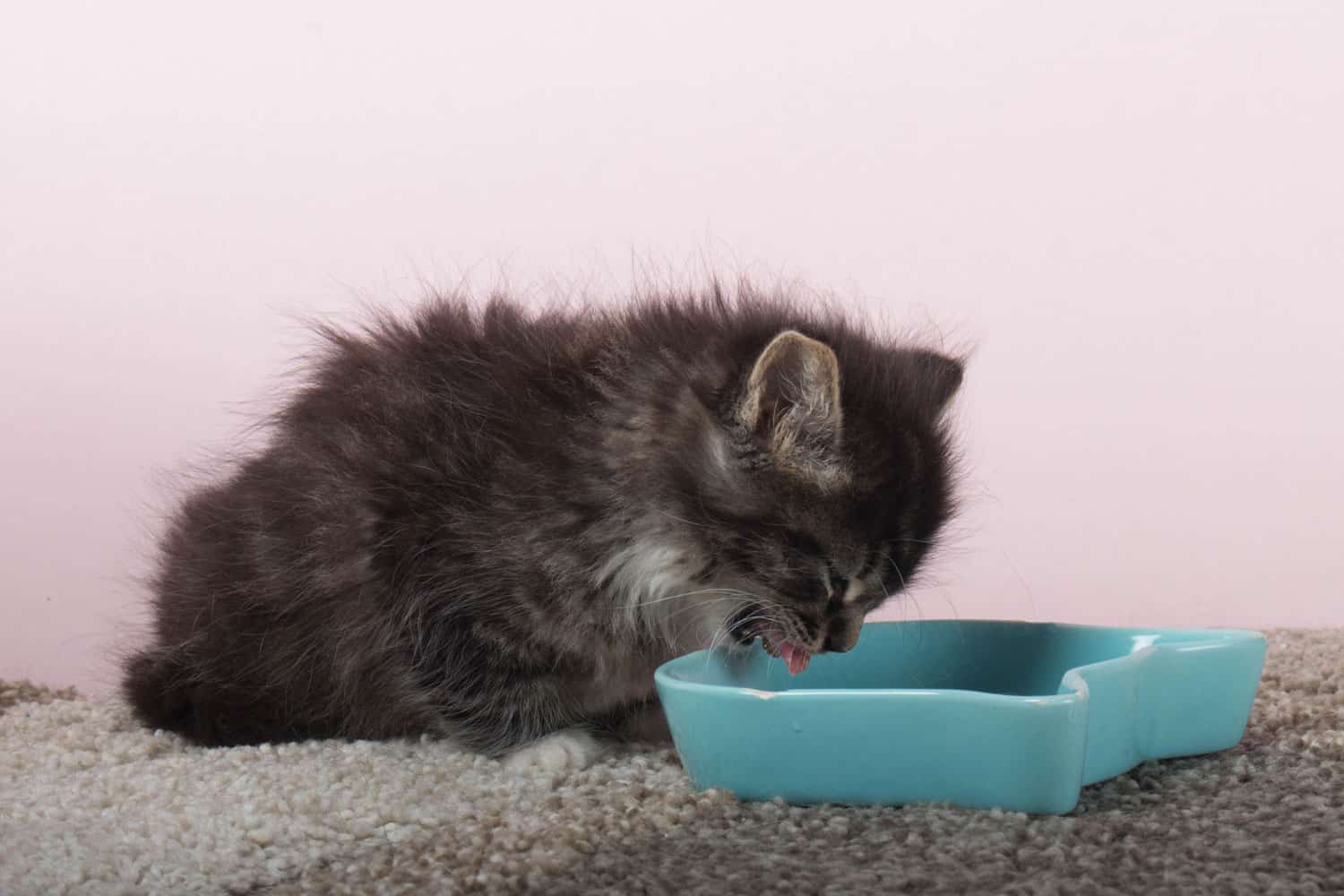 6 Week old long haired cat eating canned wet food on the floor from a dish. Baby cat making the transition from milk to soft food. The weaning process in kitten care.
