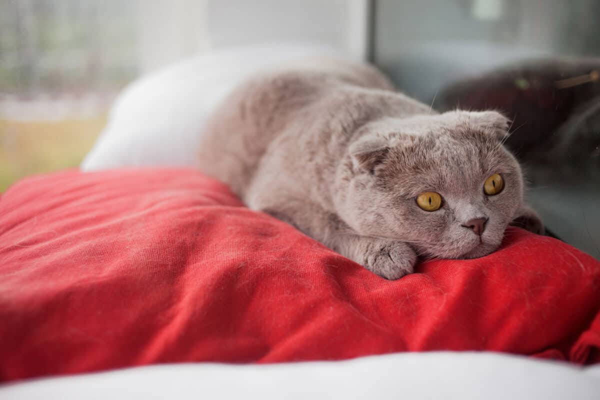 A sad beautiful silver fold Scottish cat with huge amber eyes, full of stress and misunderstanding, lies on a red pillow, and is stressed about the appearance of a child in the family.
