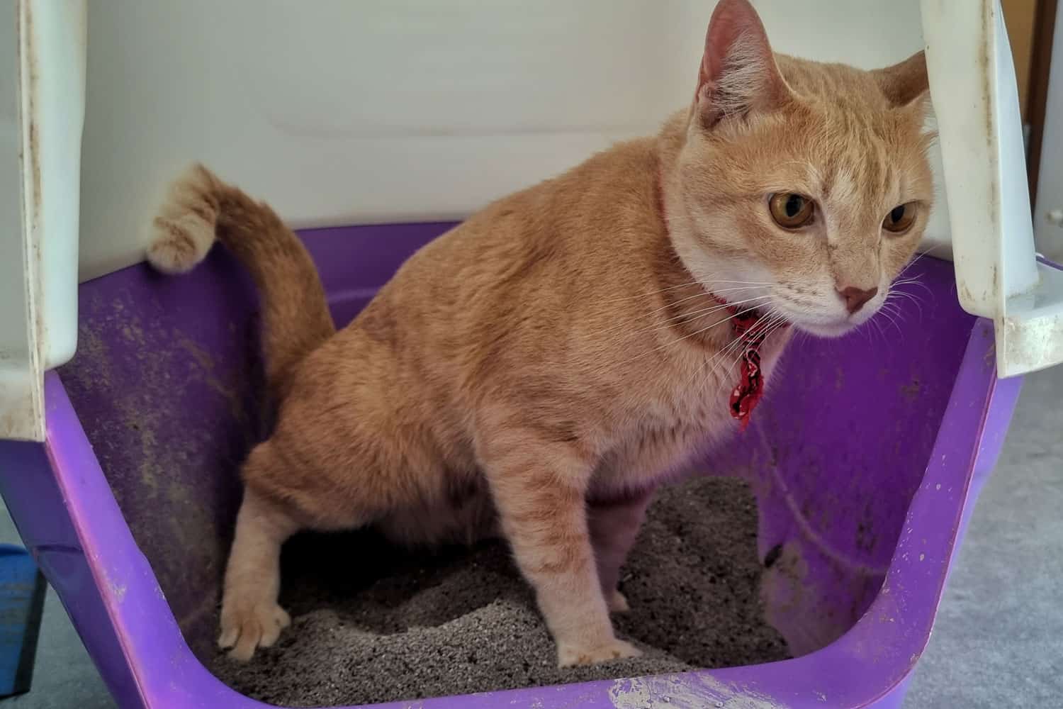 A ginger cat is experiencing diarrhea and using a violet-colored litter box