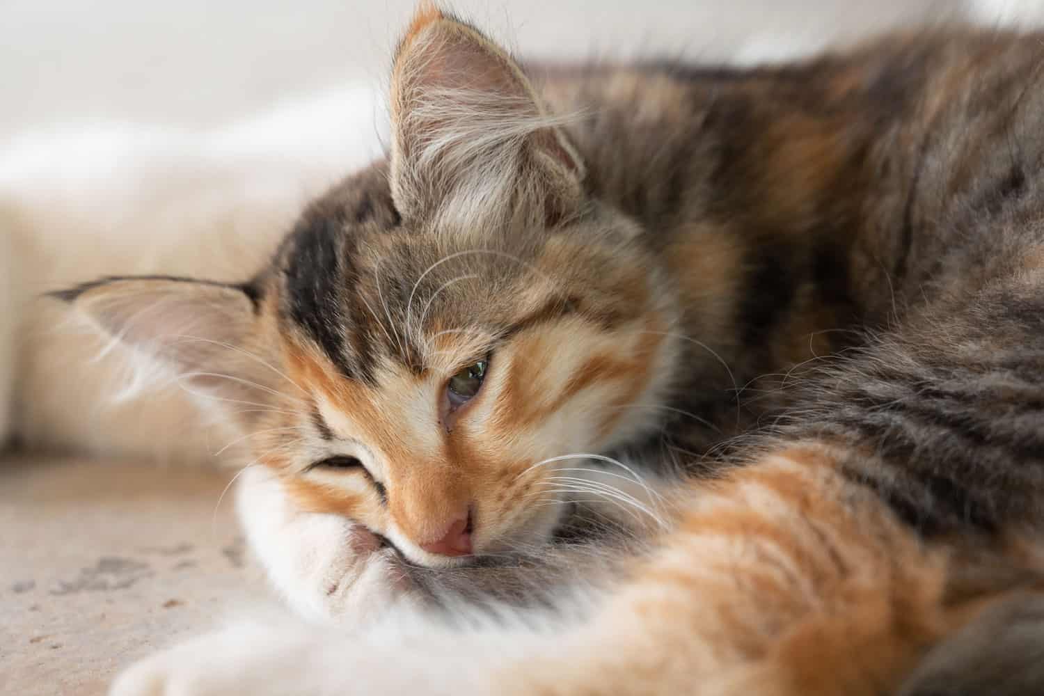 A photograph captures a tricolor kitten reclining on the floor exuding an air of feline melancholy. The cat's demeanor suggests feelings of sadness boredom and perhaps even sickness.