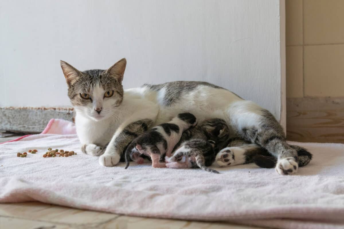 A street cat with her newborn kittens. She ducked into a friendly house to give birth out of the elements.
