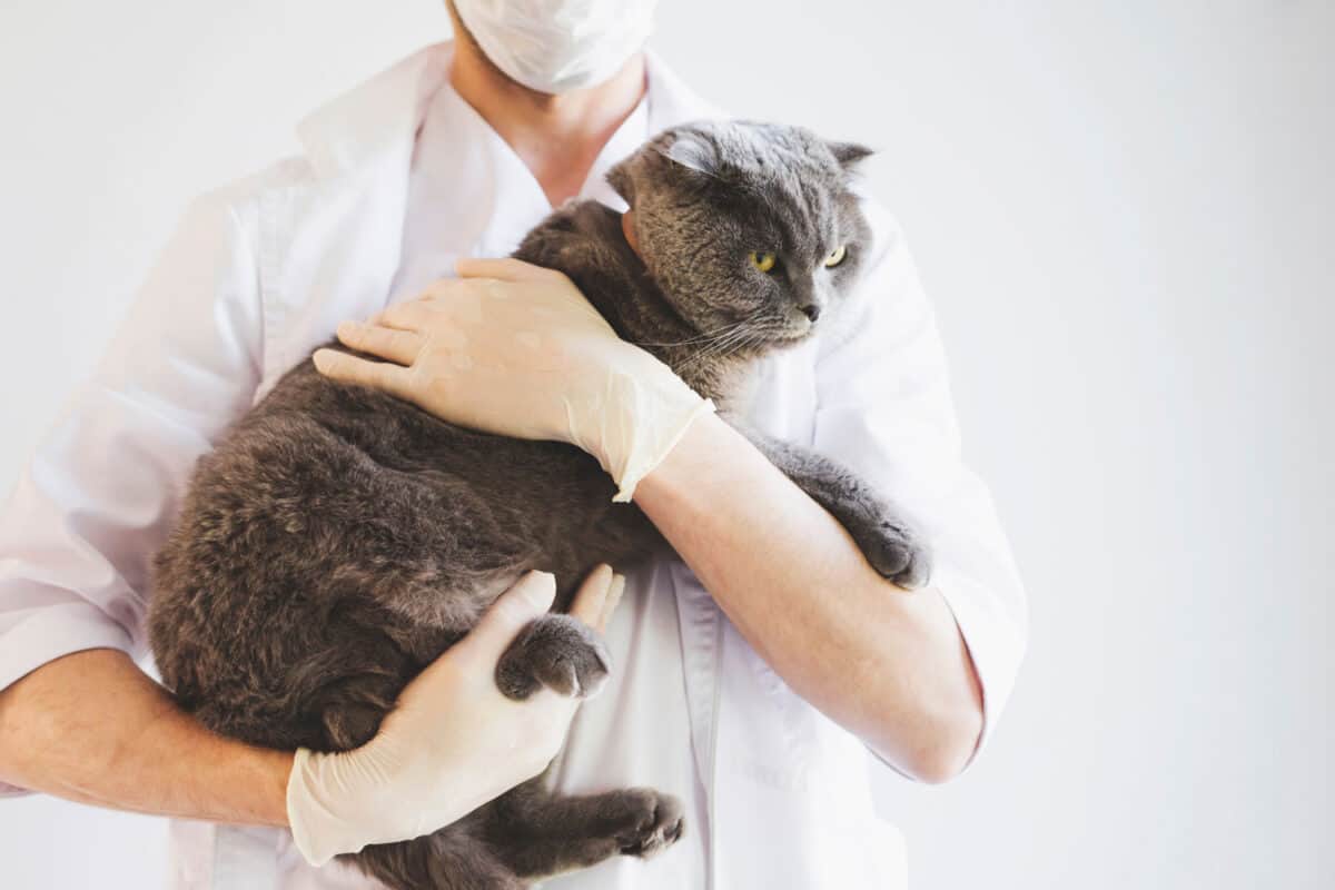 A veterinarian examines a gray cat. Scottish fold cat at a reception in a veterinary clinic.
