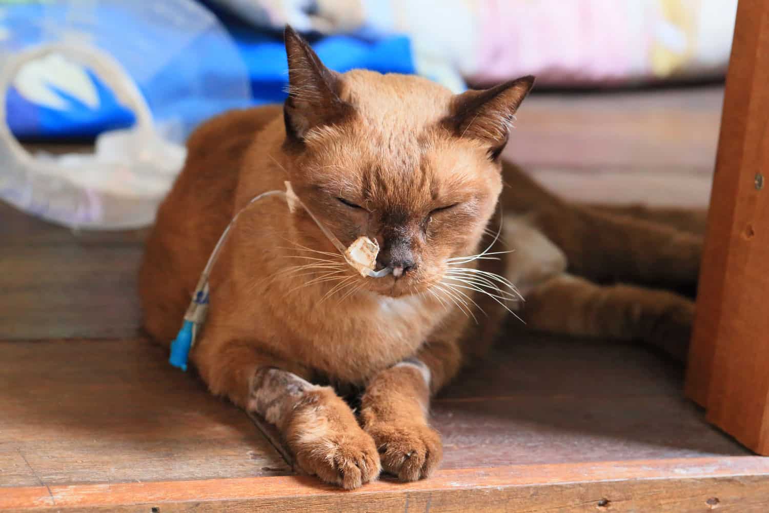 an elderly Siamese cat, visibly unwell, has a feeding tube extending from its nose to its stomach for nourishment, while a collar is visible in the background.
