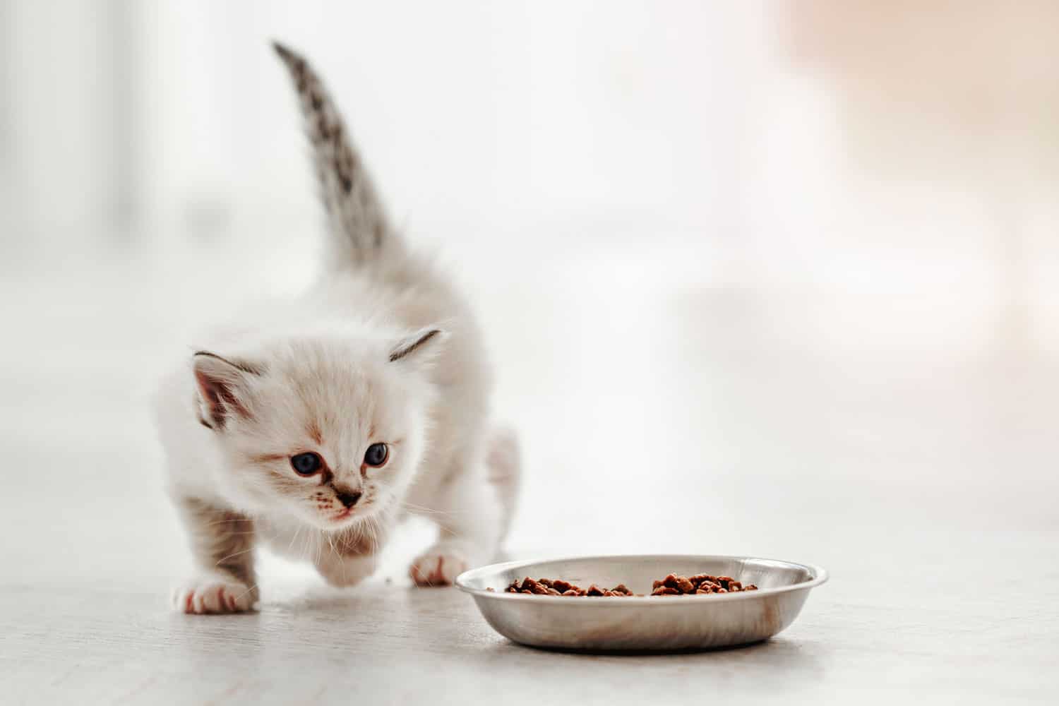 Adorable ragdoll kitty standing with tail up close to metal bowl with feed and looking at it on white background. Cute purebred kitten going to eat
