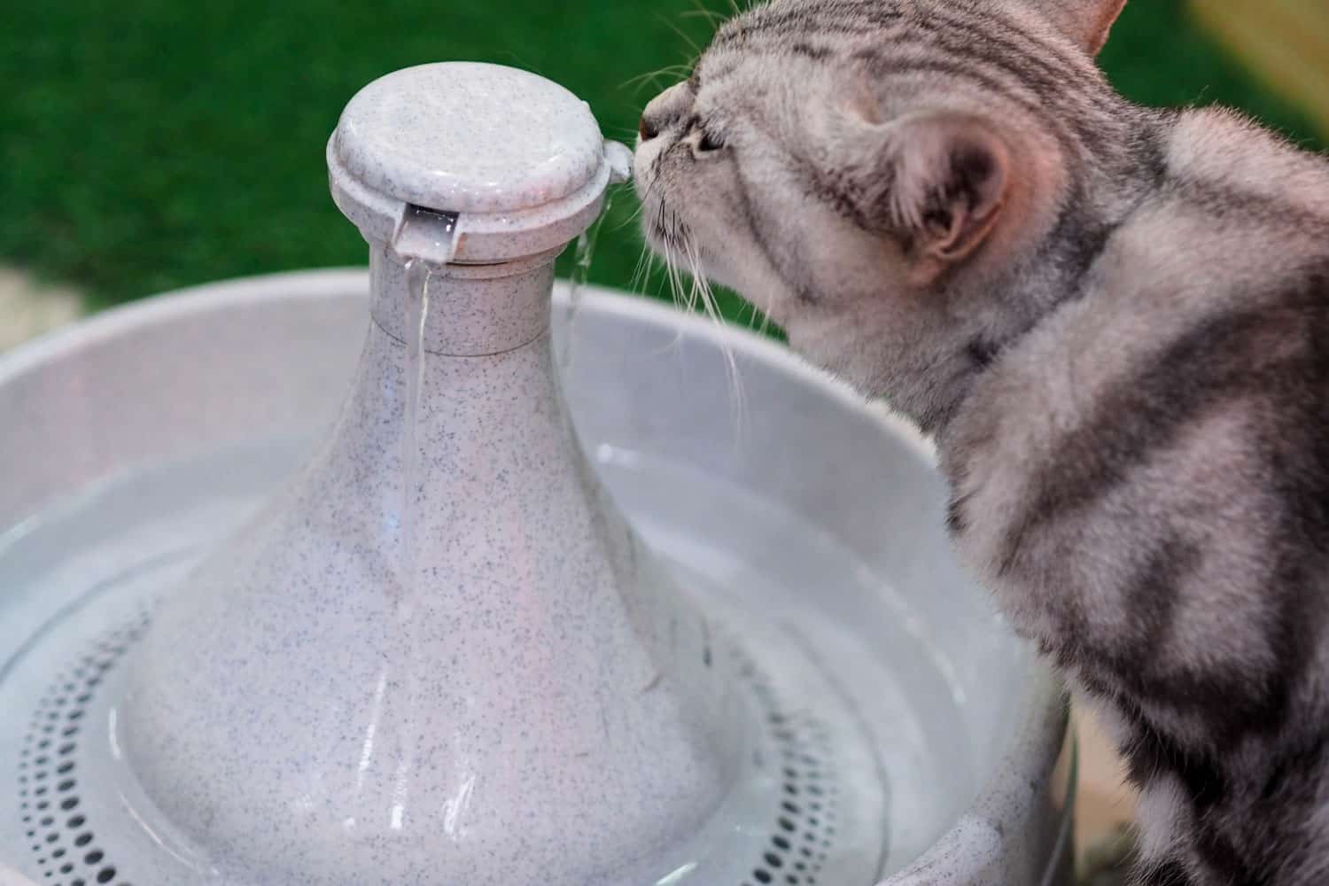 American short hair cat thirsty so drinking water from water fountain
