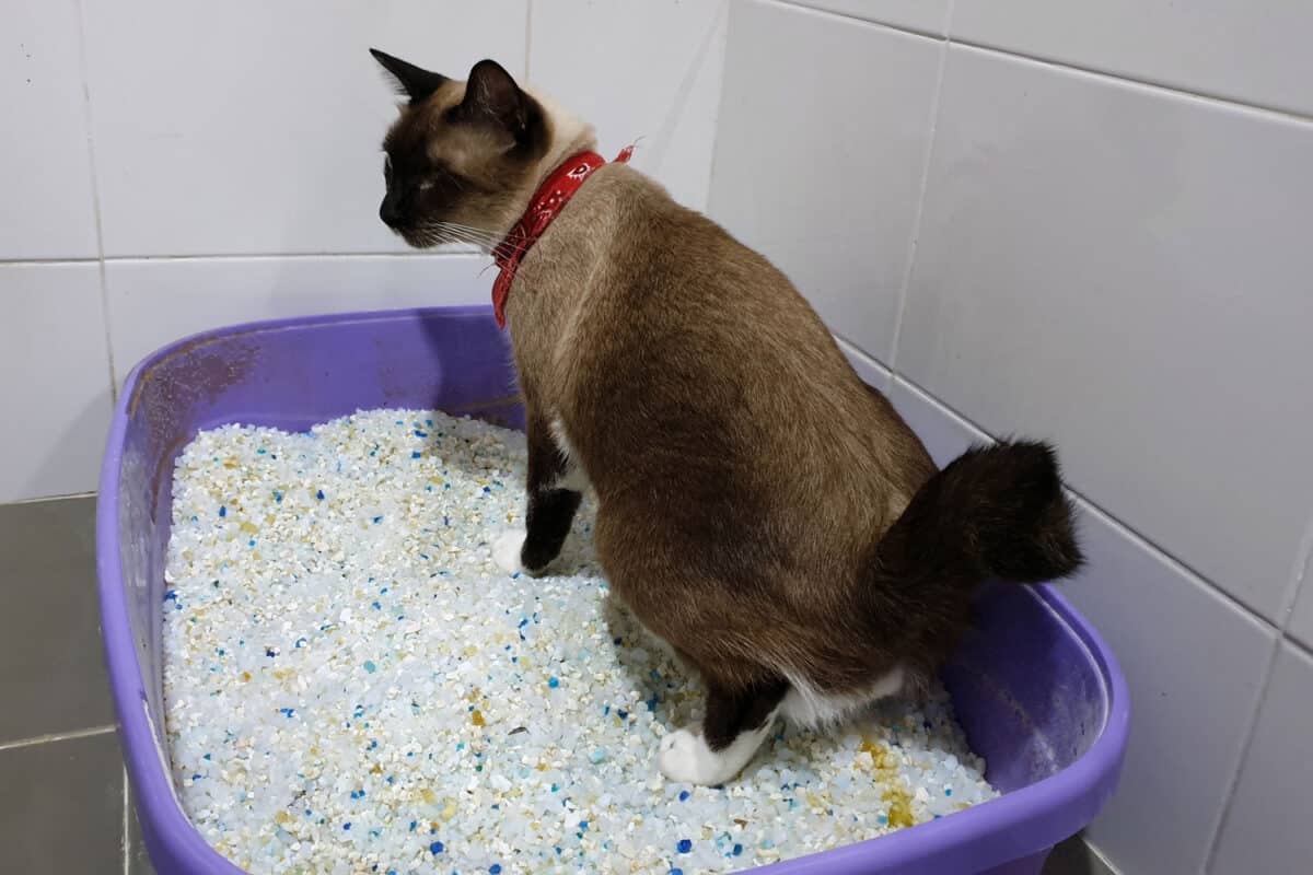 An adorable young cat wearing fashion pet fabric collar is sitting and pooping in silica sand crystal cat litter inside pet toilet box.
