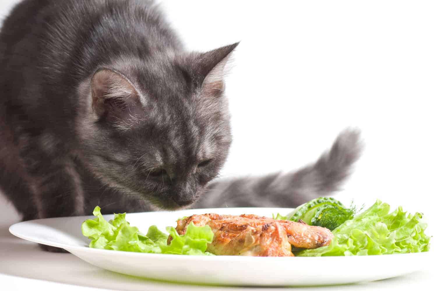 Beautiful Scottish young cat eating chicken wings

