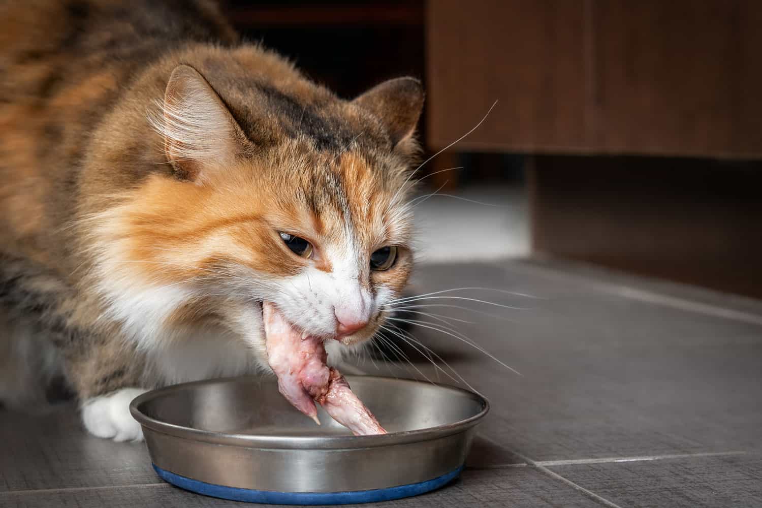 Cat eating raw chicken wing tip. Cute female kitty chewing on a large piece of raw meat in the kitchen. Concept for raw food diet for cats, dogs and pets or cats are carnivores.