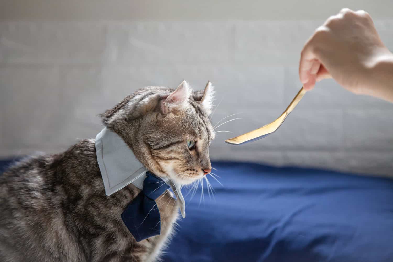 The owner is using a golden spoon to feed food to a cat with anorexia.