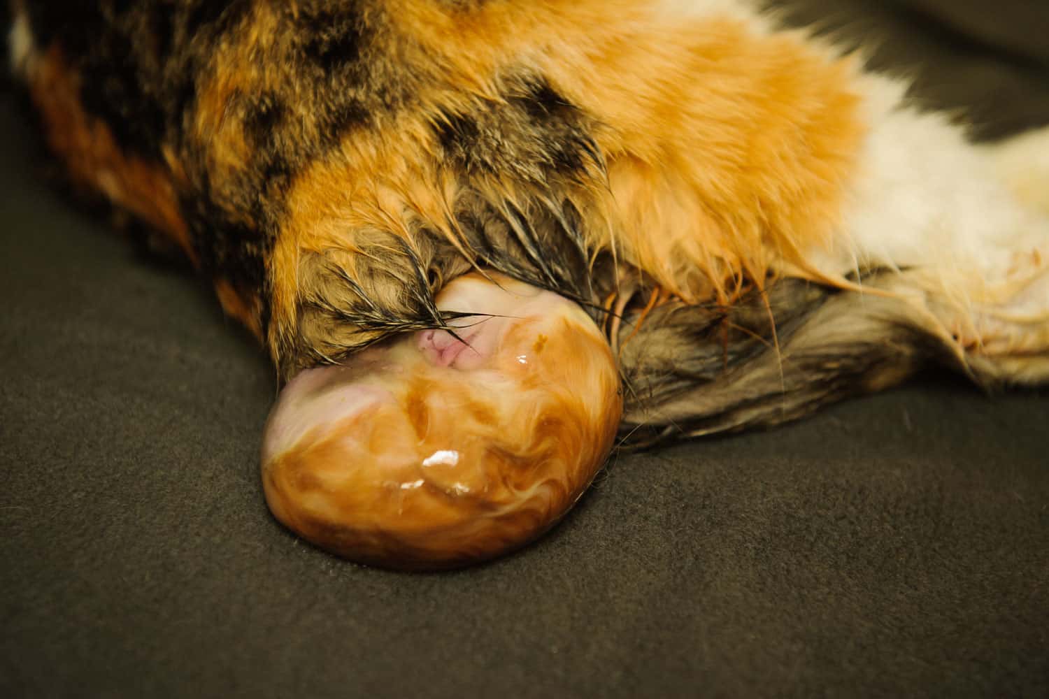 Calico Scottish Fold cat giving birth showing the kitten in the amniotic sac
