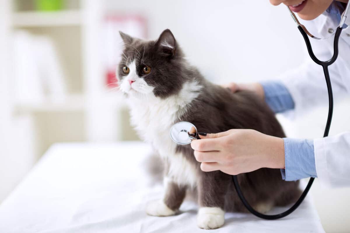 Cat check up at veterinarian office
