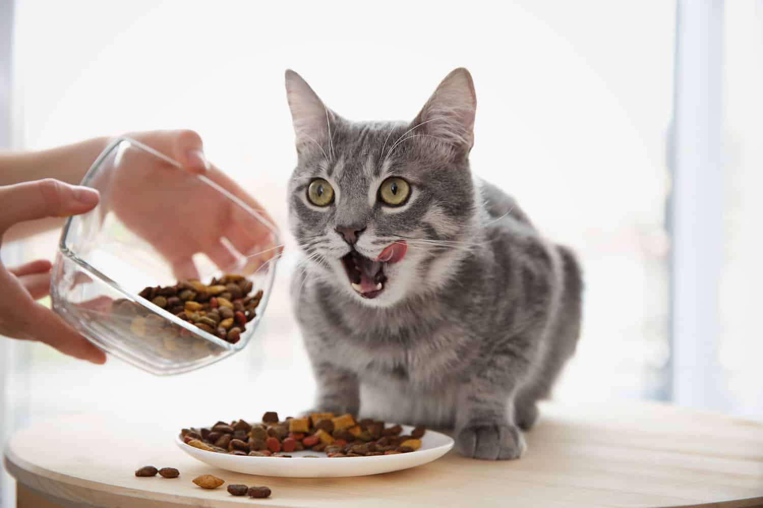 Cat eats dry food from a large bowl
