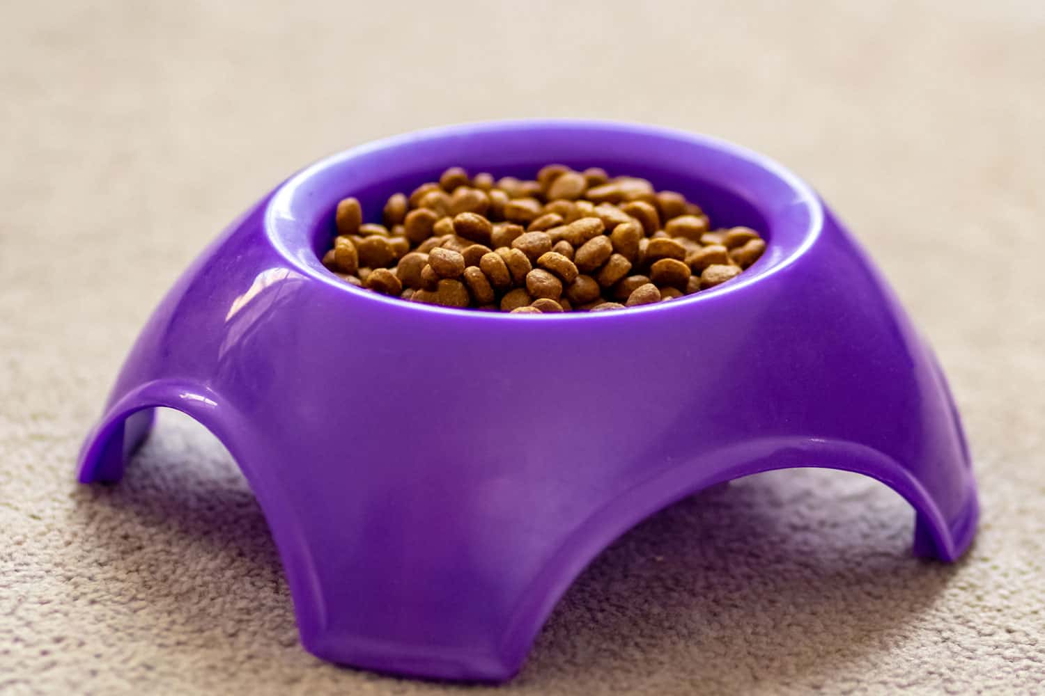 Cat food in violet bowl on pastel background
