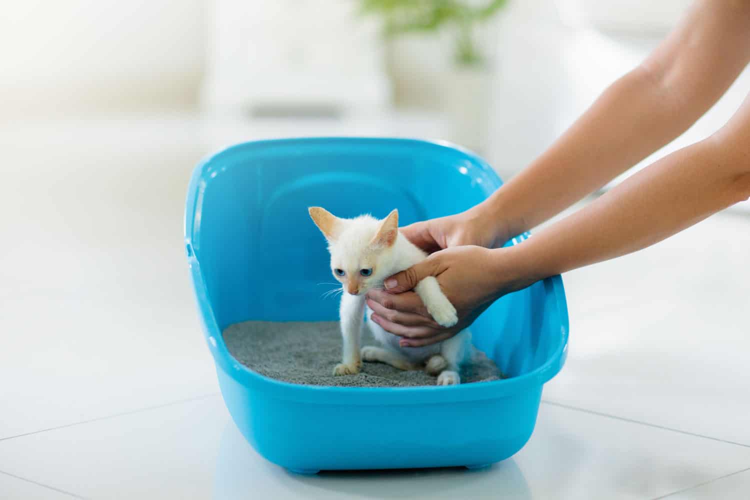 Cat in litter box. White little kitten in toilet with sand filler. Home pet care and hygiene. Potty training for young animal. Litterbox for cats.
