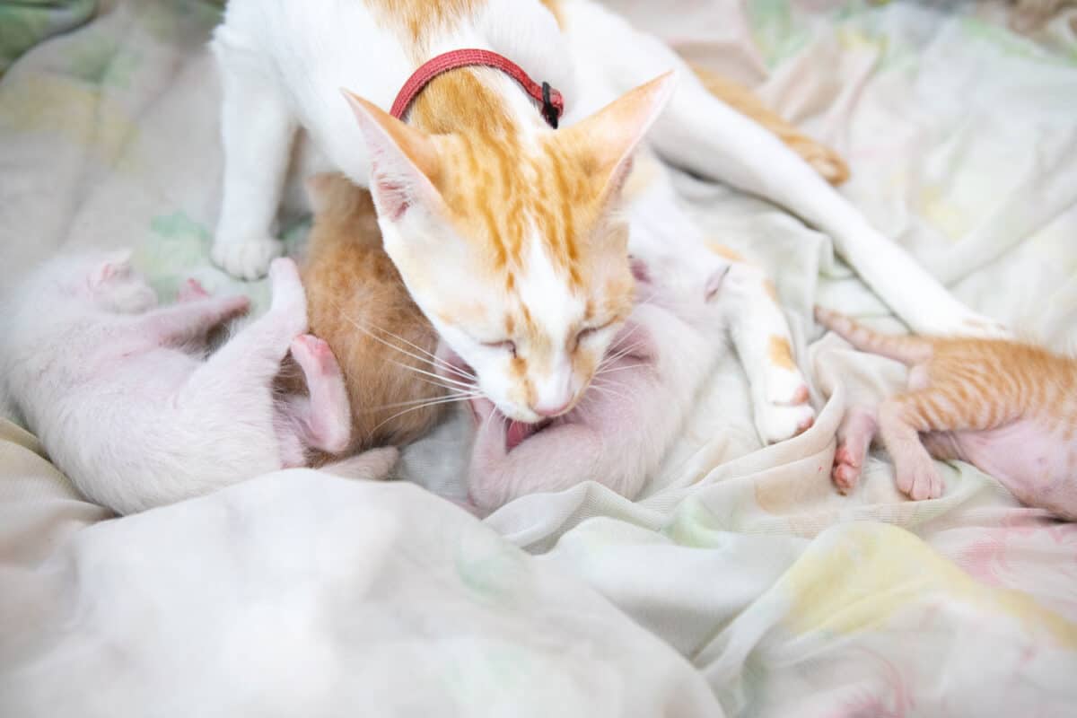 Cat mom cleaning her baby kittens.
