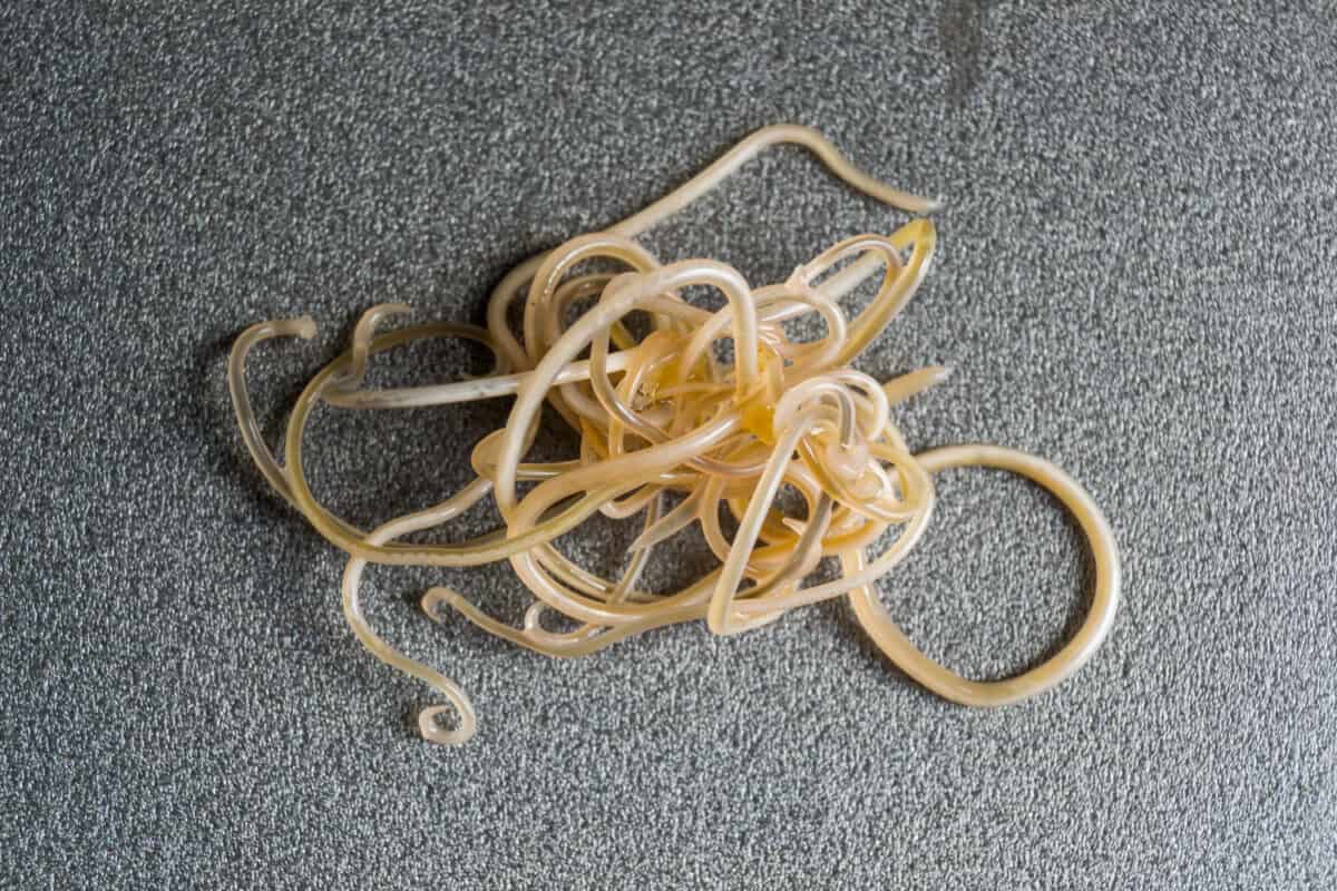 Close-up photo of Toxocara cati. Roundworms from a cat
