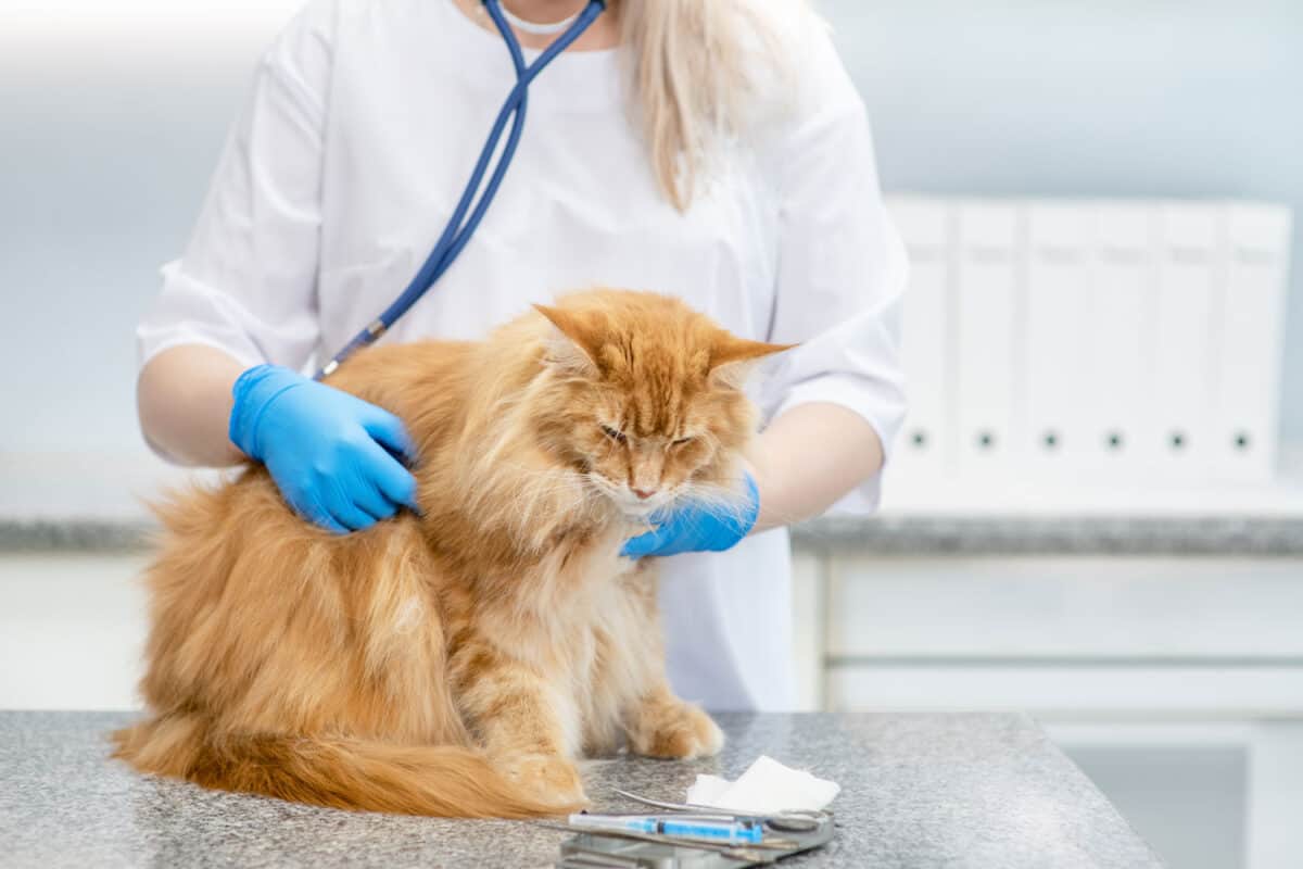 Examination of an adult cat by a veterinarian with a stethoscope in a clinic
