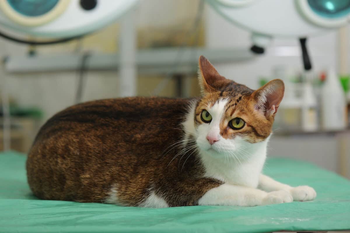 Fatty spotted cat in animal hospital
