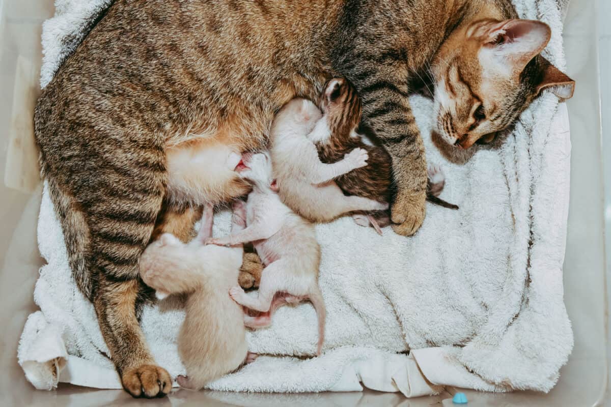 Kittens are sucking milk from their mother.
