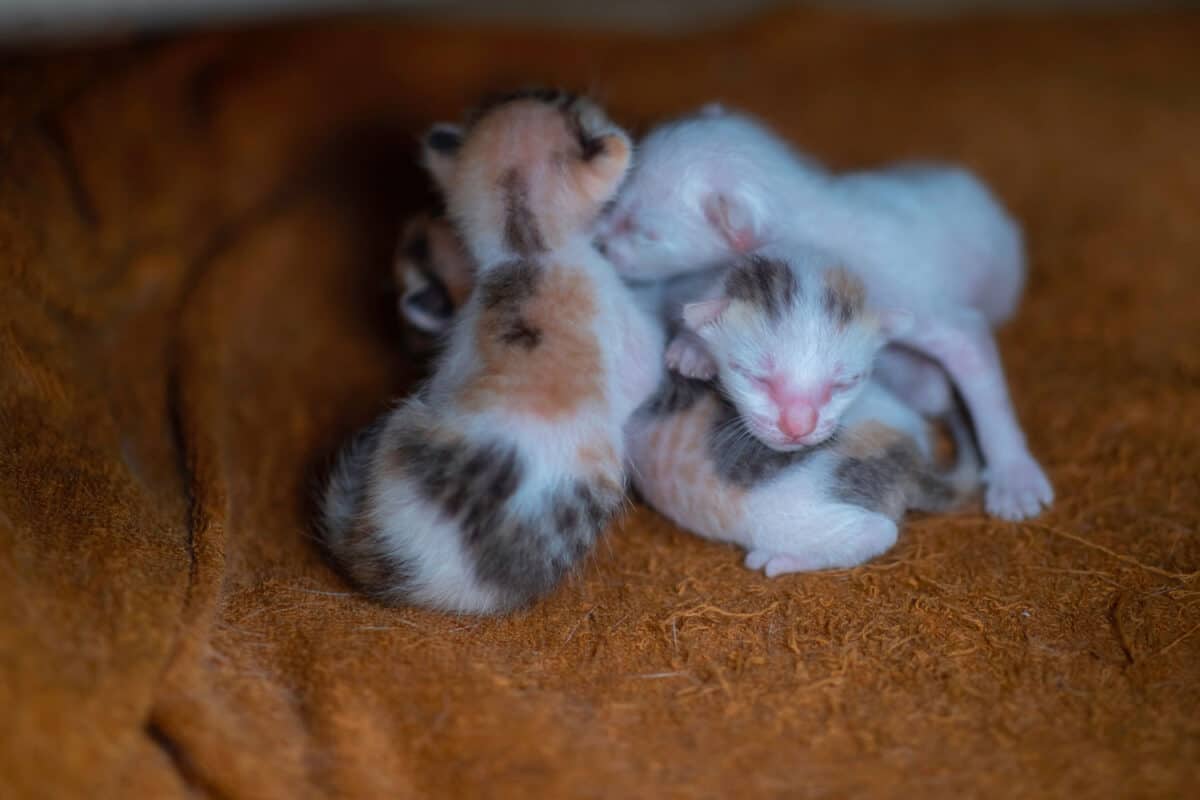 Many of the new born kittens lie together for warmth and safety.
