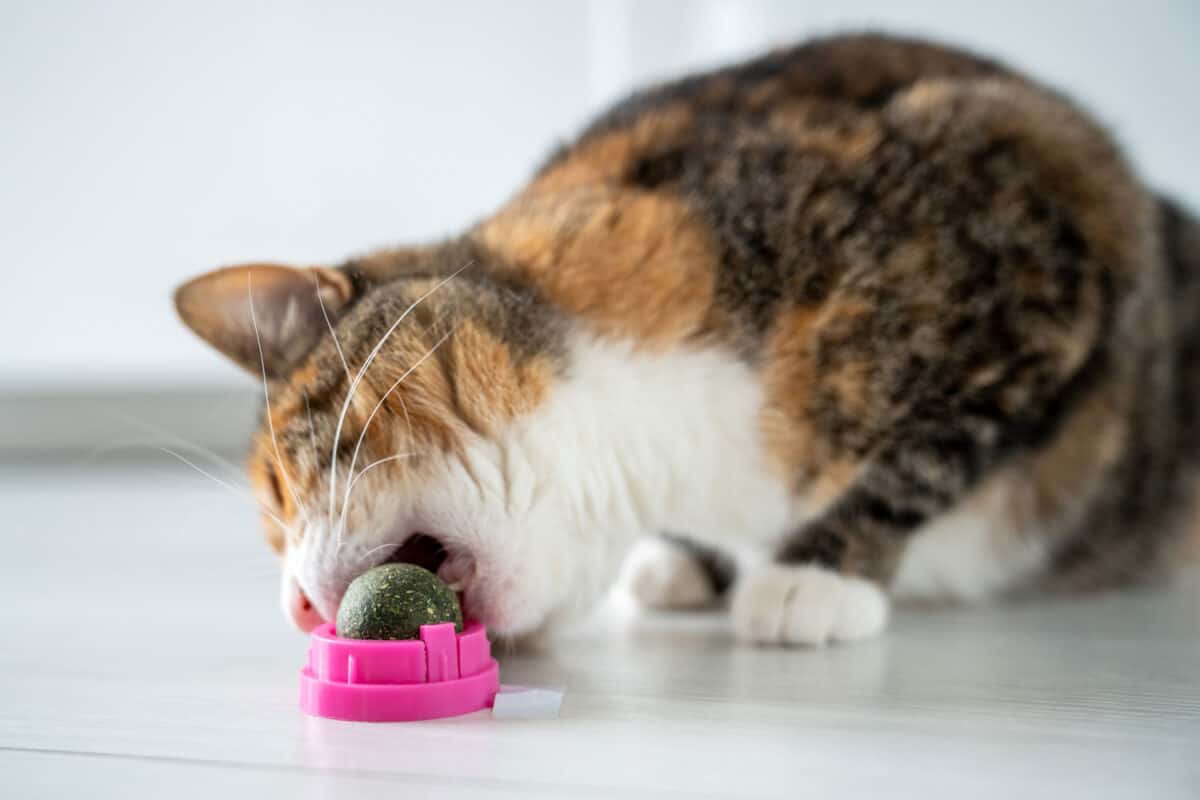 Playful cat eating toy ball in plastic case from catnip for healthy clean teeth at home. Satisfied fluffy kitten enjoy treat for domestic pet mint snack. Pleasure to please animals favourite food
