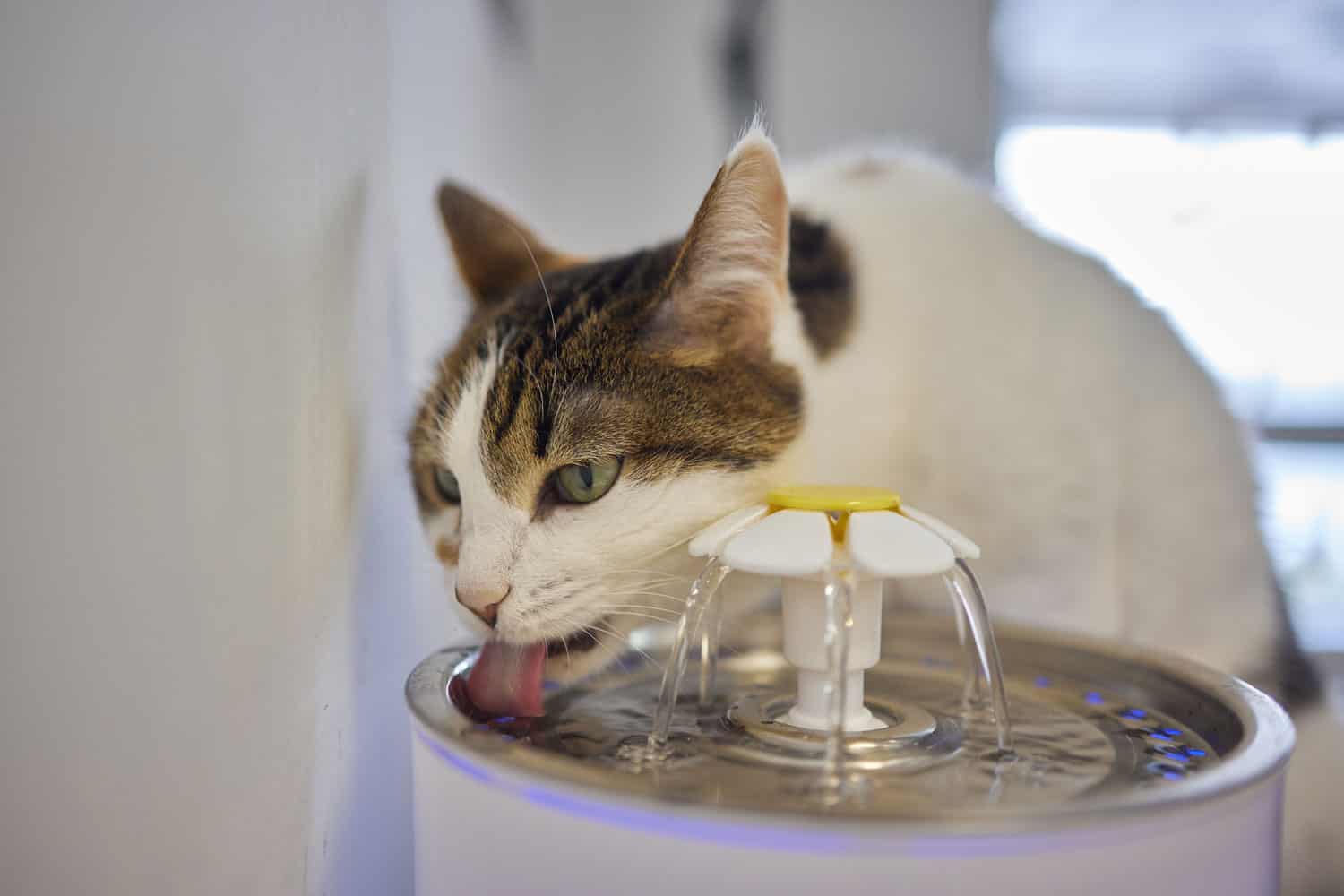 Pet water dispenser with automatic gravity refill.
