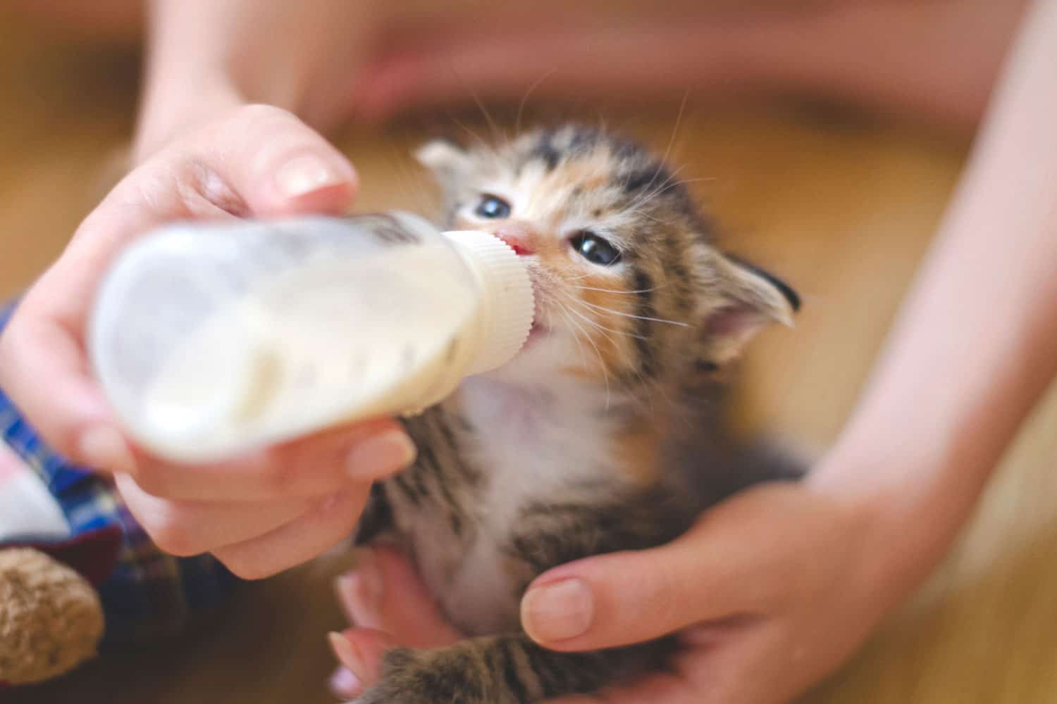 Rescued tiny baby cat hand fed with milk from a nursing bottle; calico kitten with baby blue eyes, held and nursed by a young woman. Adopt don't shop, spay and neuter
