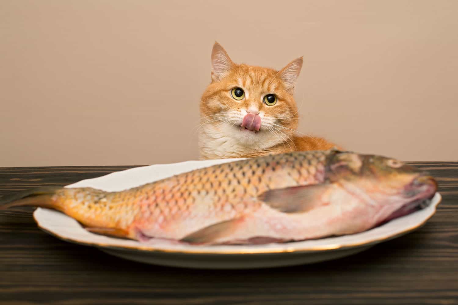 Red cat wants to steal a big fish from a white plate on a wooden table
