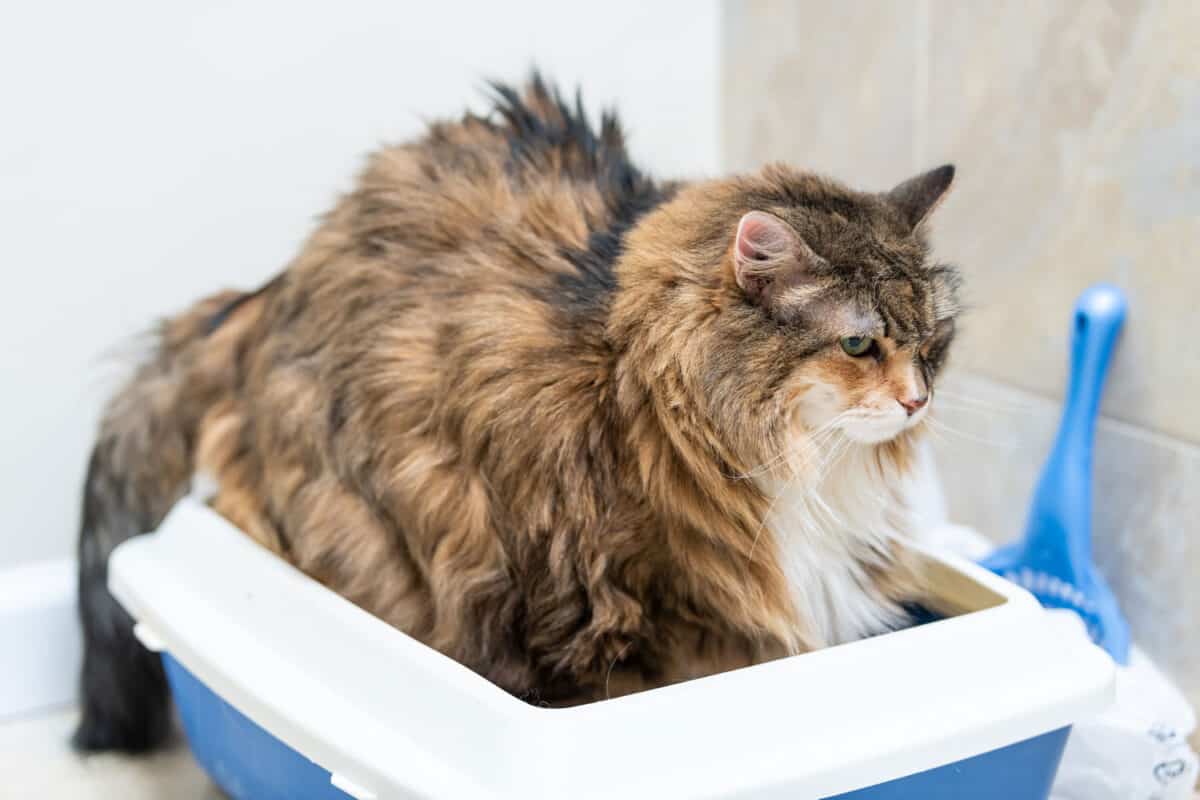 Sad calico maine coon cat overweight constipated sick trying to go to the bathroom in blue litter box at home looking
