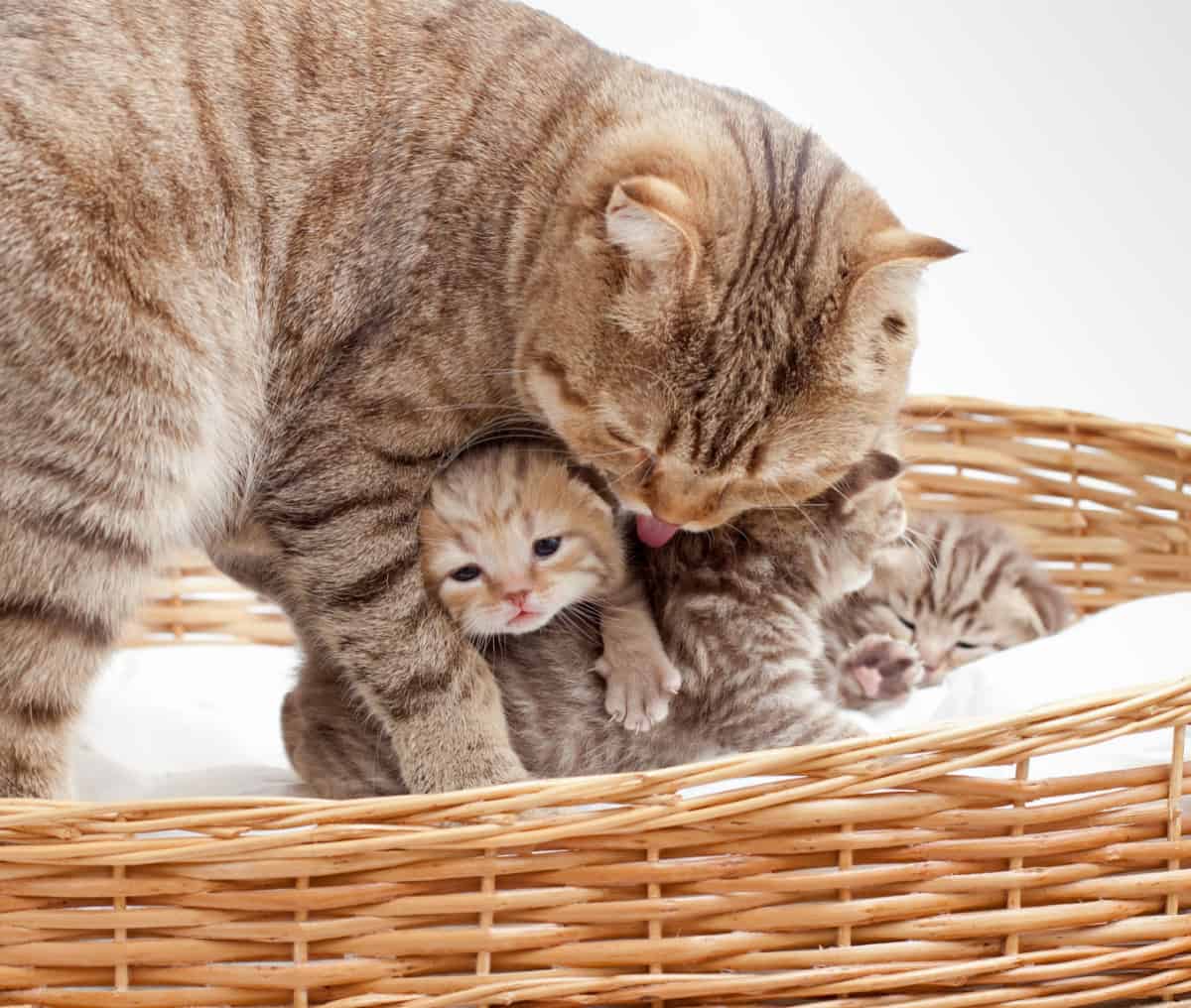 Adorable kittens and a mother in wicker basket