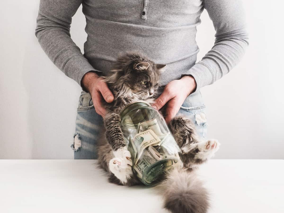 Man with a piggy bank in the form of a jar with money inside and a cute cat