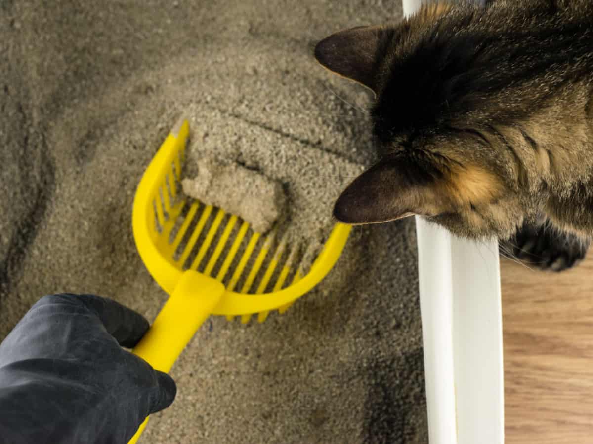 a hand holding a scoop, cleaning the litterbox dirt while a cat inspects the cleaning process of its tray