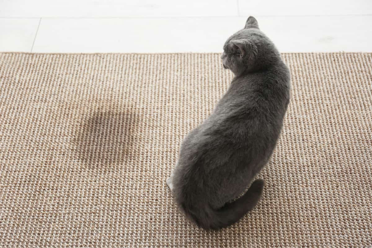  gray cat on carpet near wet spot