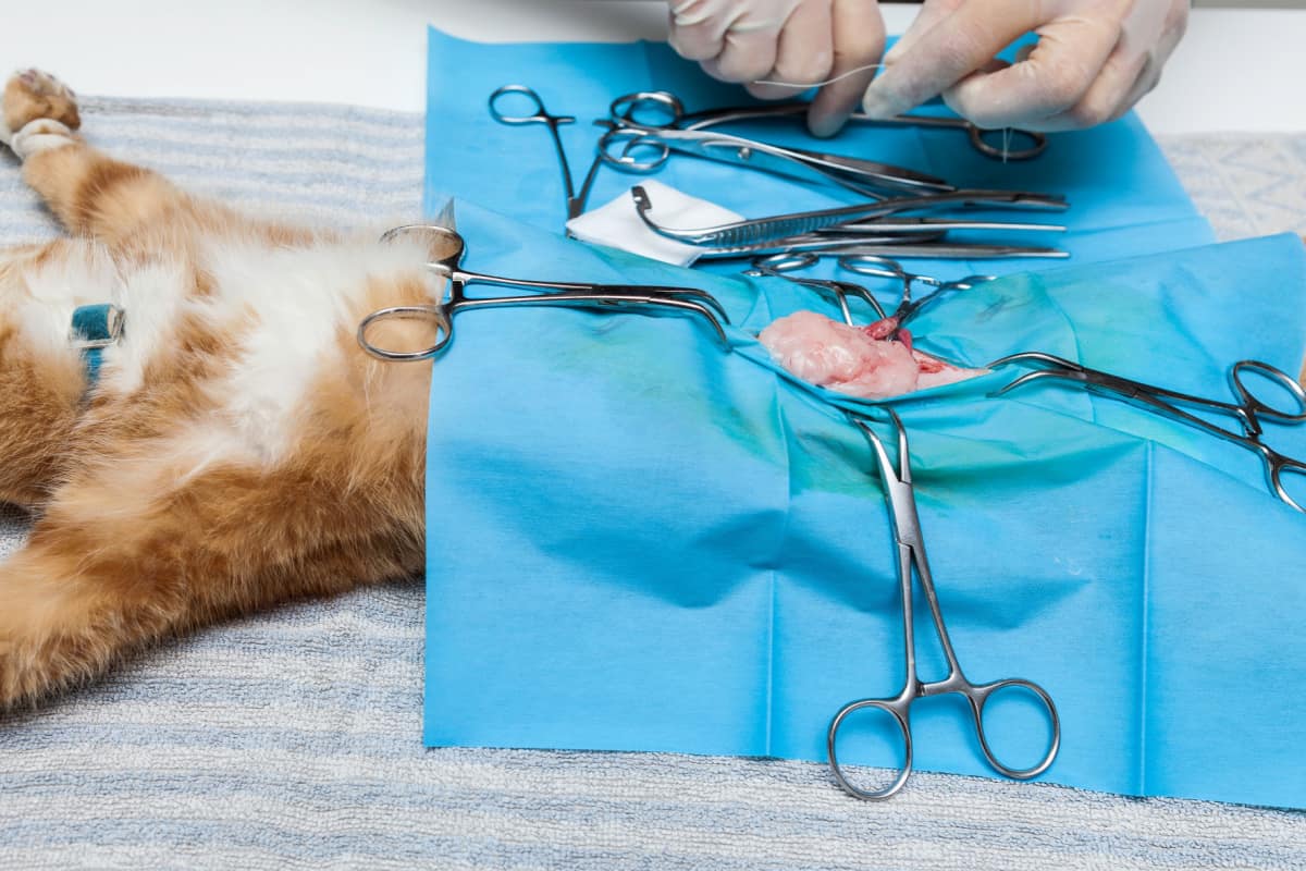Veterinarian in operating room doing cat neutering