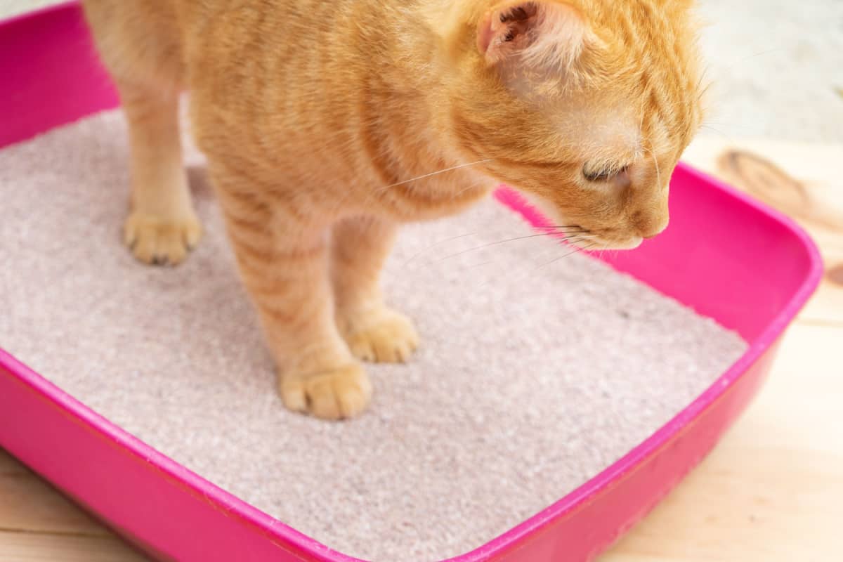 Ginger cat inside the pink litterbox