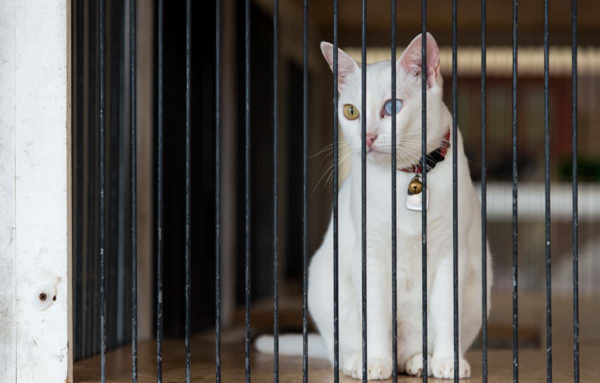 Siamese white cat with two-color eyes sit and looking to something interesting