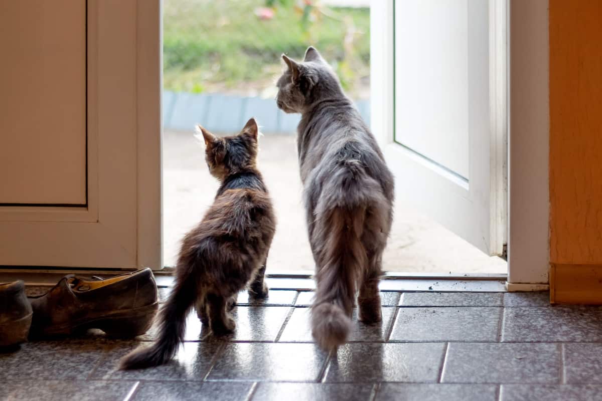 Two cats are standing in the room in front of the open door