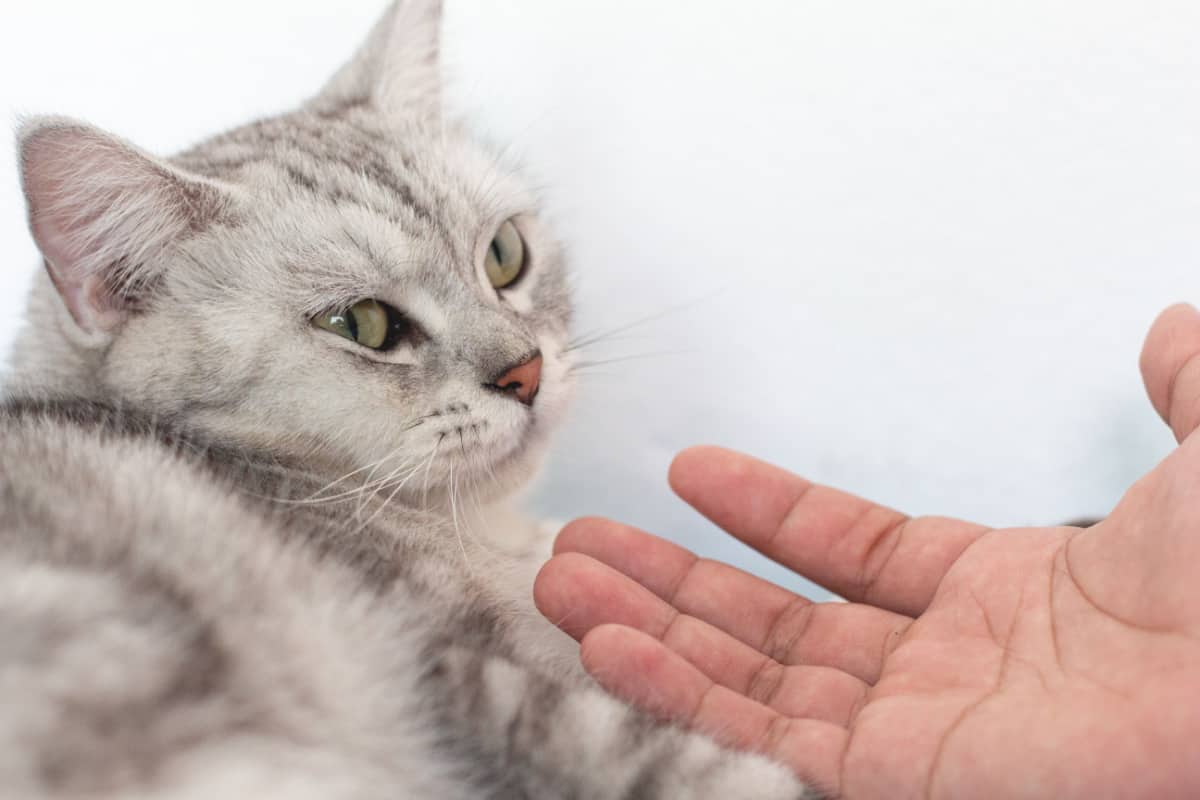 new cat scared with human hand