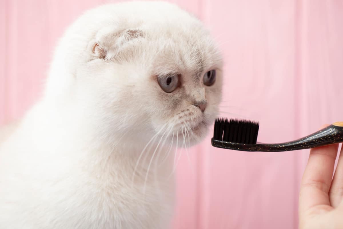 introducing toothbrush to cat