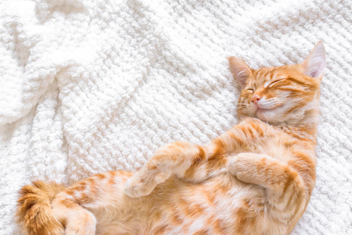 Ginger cat sleeping comfortably on soft white blanket