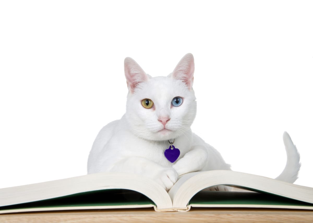 white cat with heterochromia, odd eyes, laying on a book