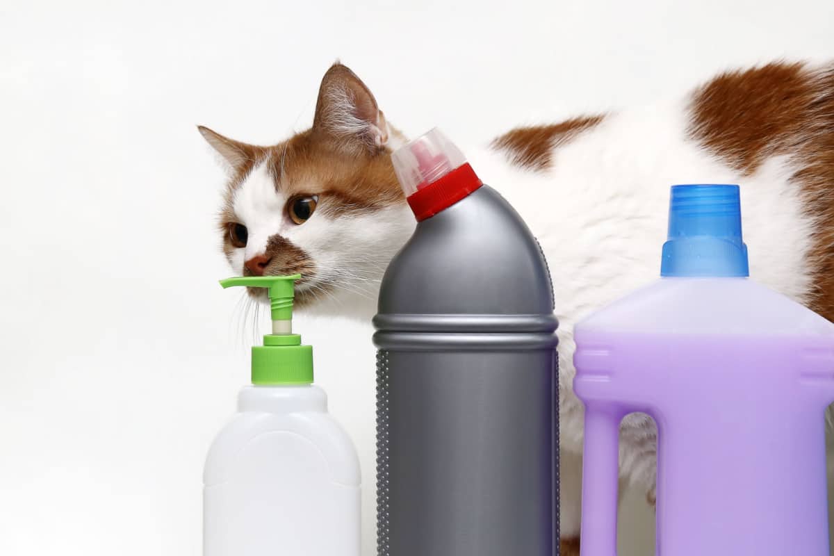 cat sniffs detergent in plastic containers and bottles 